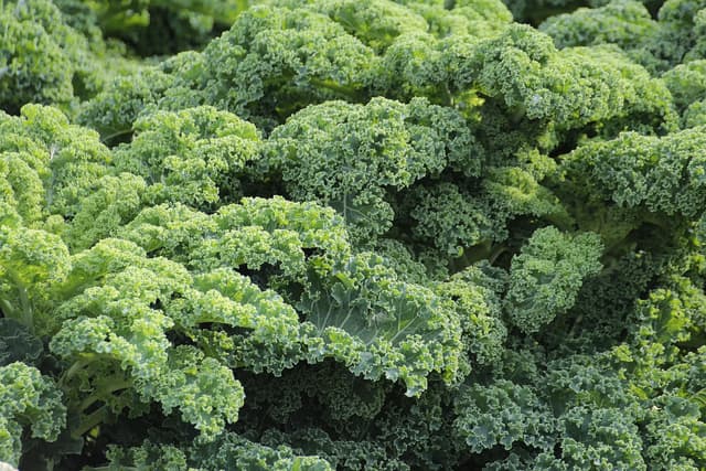 Importanța vitaminelor și mineralelor în creșterea sănătoasă